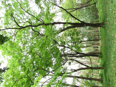 Derris robusta