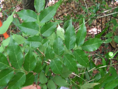 Dialium guianense
