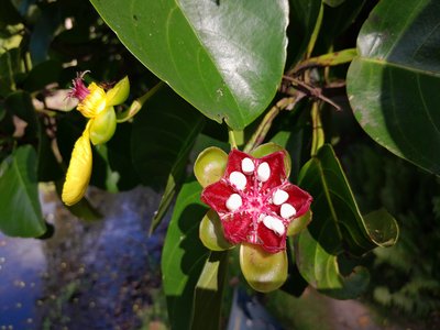 Dillenia alata