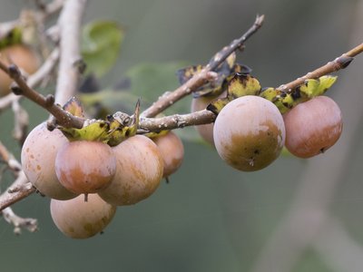 Diospyros lotus