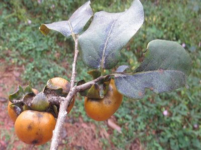 Diospyros montana