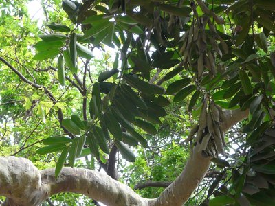 Diospyros peregrina