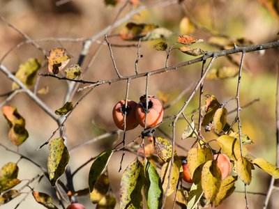 Diospyros virginiana