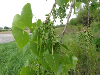 Eastern Cottonwood