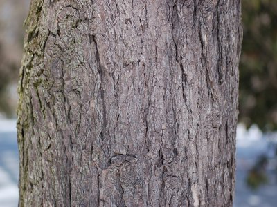 Eastern Hemlock