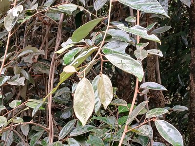 Elaeagnus