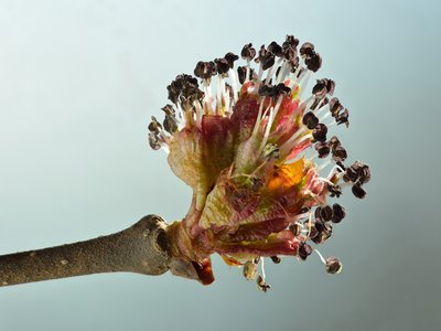 Elm