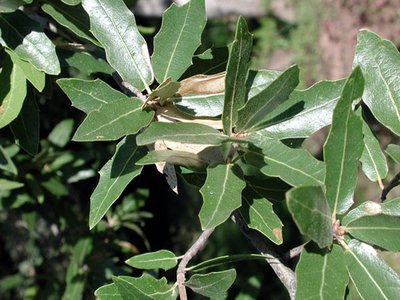 Emory Oak