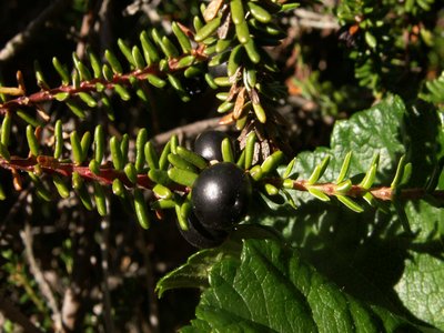 Empetrum