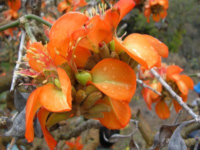 Erythrina