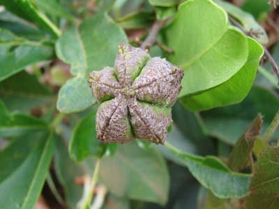 Esenbeckia