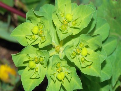 Euphorbia