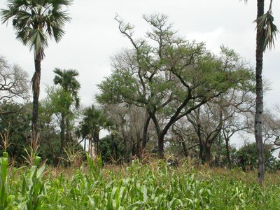 Faidherbia albida