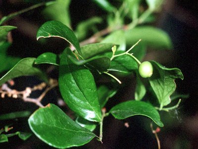 Farkleberry
