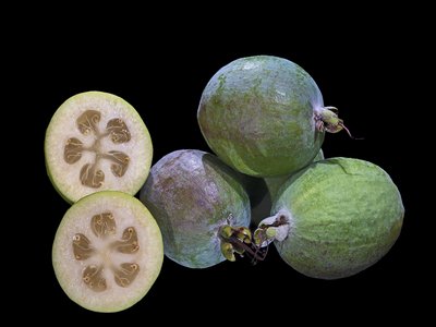 Feijoa