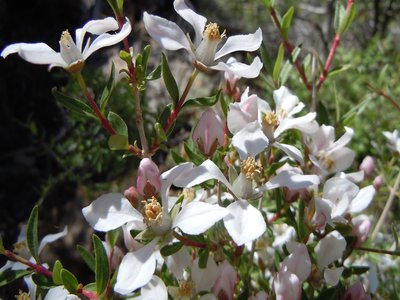 Fendlera