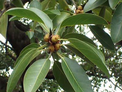 Ficus altissima