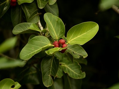 Ficus benghalensis