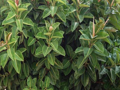 Ficus elastica