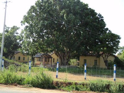 Ficus religiosa