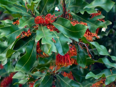 Firewheel Tree