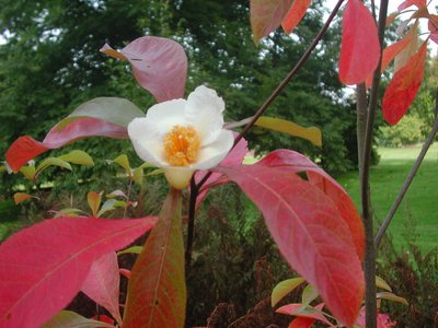 Franklinia