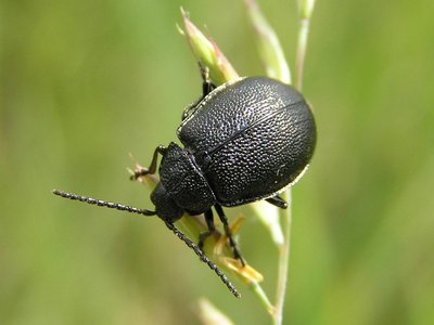 Galeruca