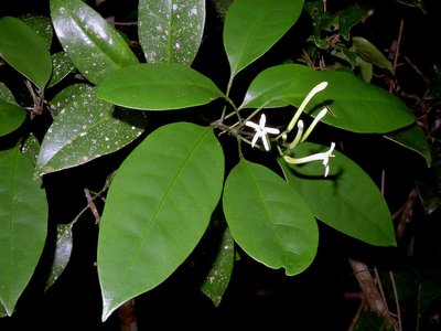 Galipea