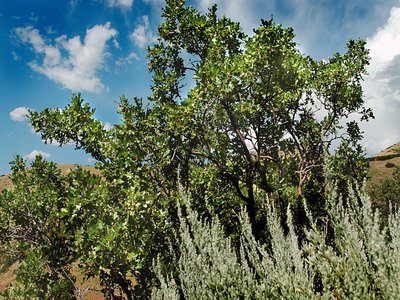 Gambel Oak