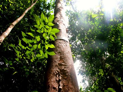 Garapa