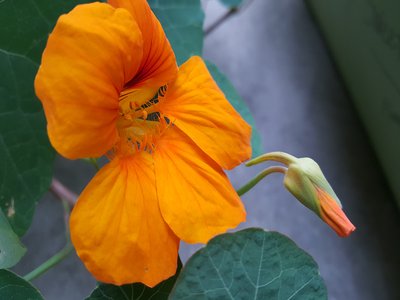 Garden Nasturtium
