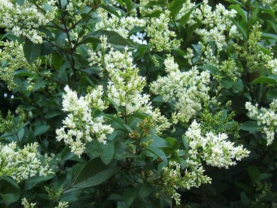 Garden Privet