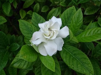 Gardenia