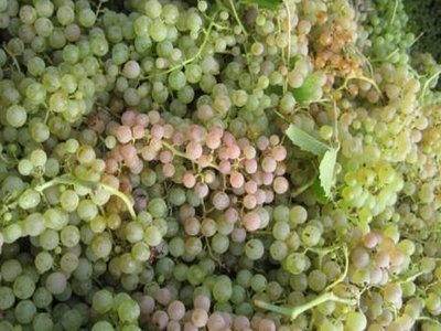 Garganega