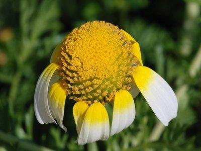 Garland Chrysanthemum