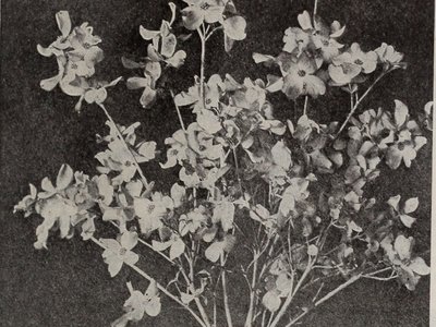 Garland Fern