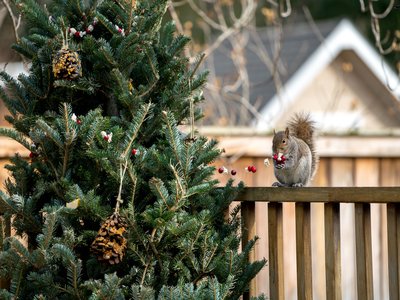 Garland Tree
