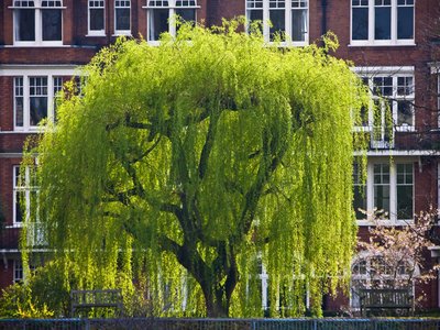 Garry Willow