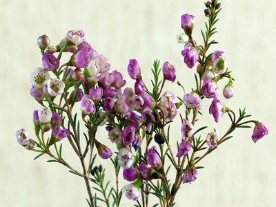 Geraldton Wax