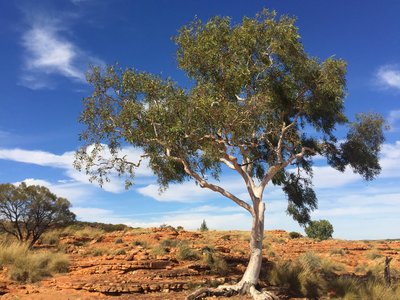 Ghost Gum