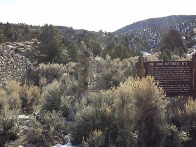 Ghost Pine