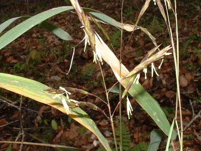 Giant Cane