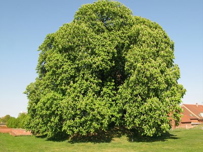 Giant Chestnut