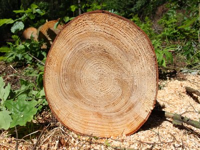 Giant Fir