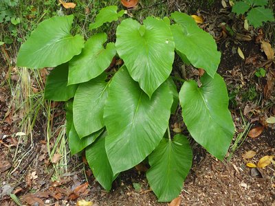Giant Himalayan Lily