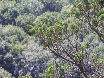 Giant Juniper
