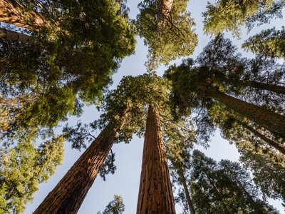 Giant Sequoia