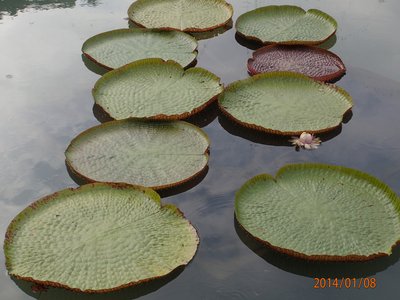 Giant Water Lily
