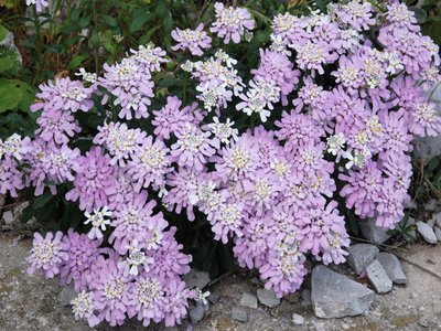 Gibraltar Candytuft