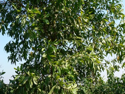 Glabrous Hickory